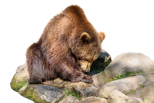 brown-bear-gafbb9028d_640.png