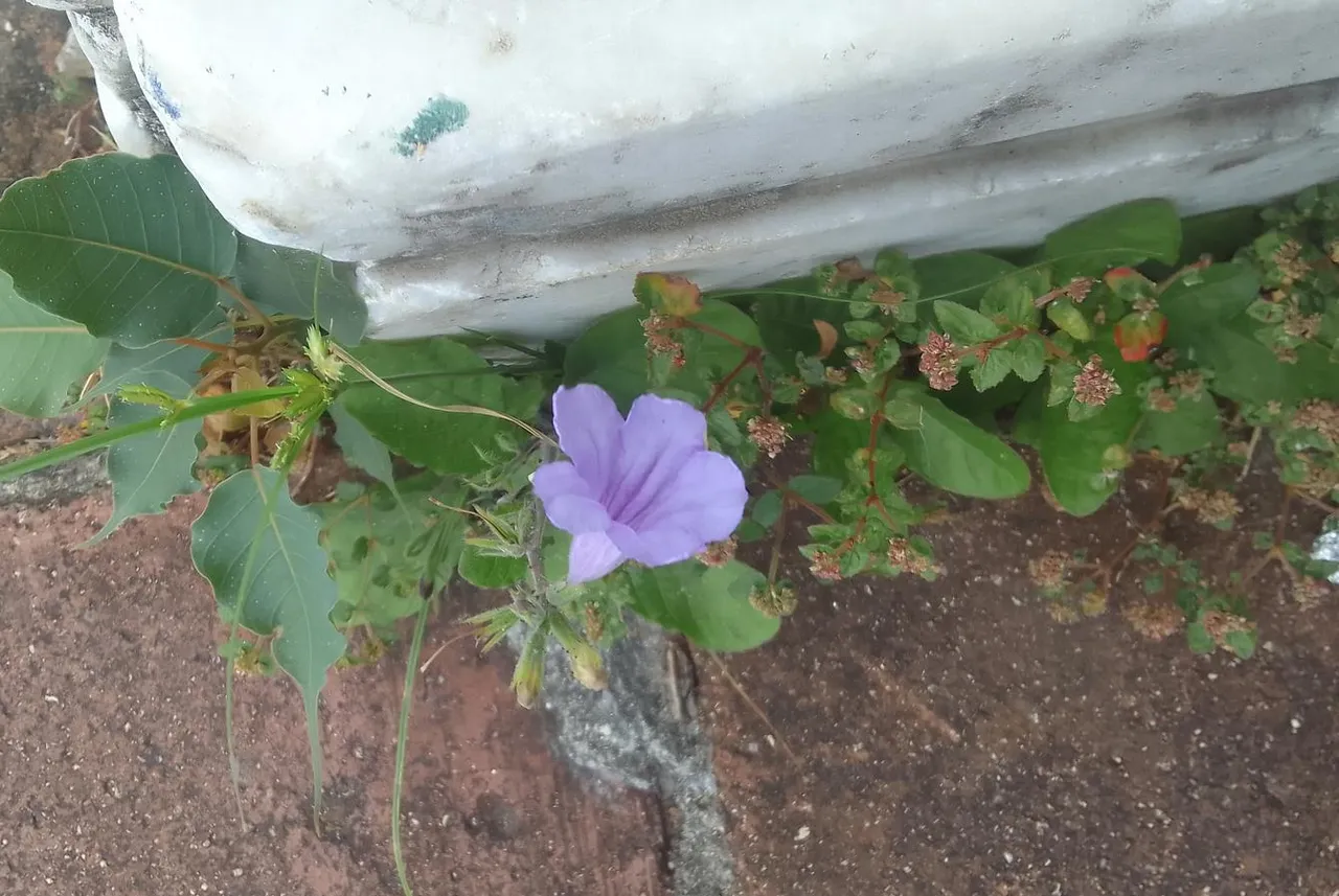 Violeta.jpg