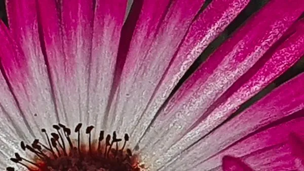 pink-flower-micro-reykholt-artfabrik.jpg