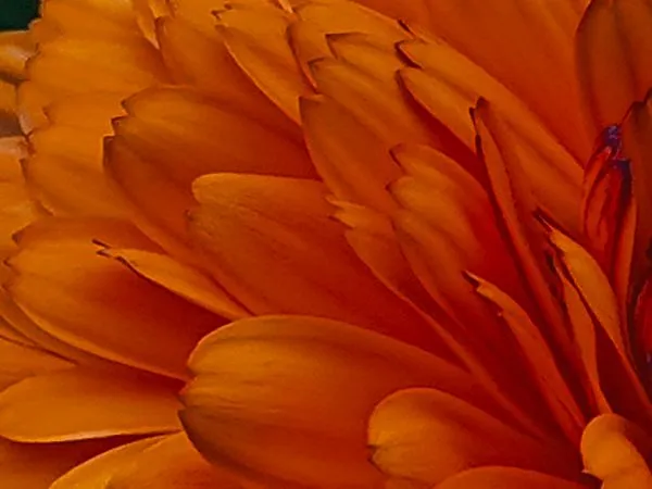 orange-flower-pads-reykholt-artfabrik.jpg