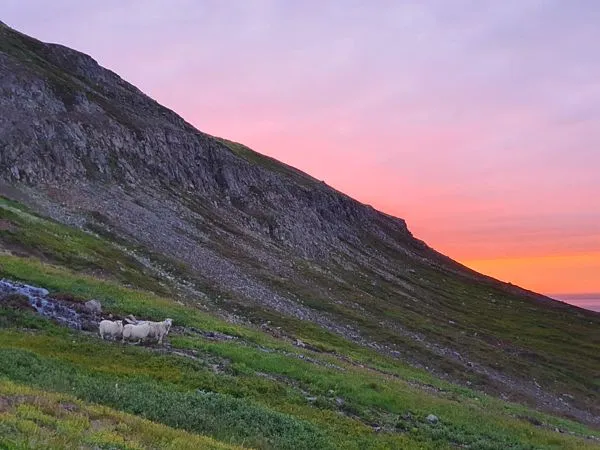 sunset-and-sheep-reykholt-artfabrik.jpg