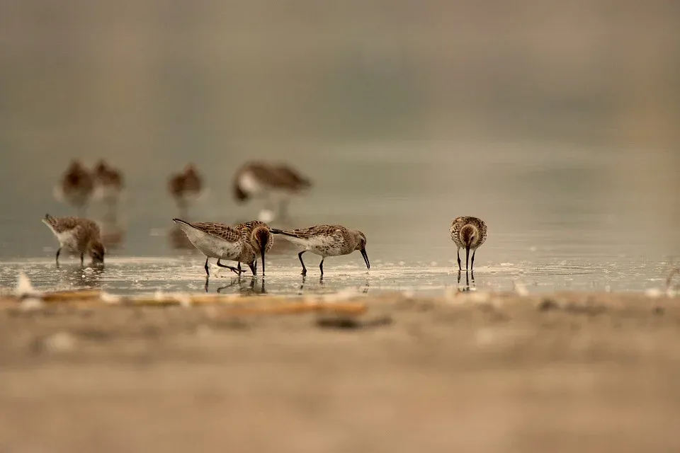 dunlins-7560078_960_720.webp
