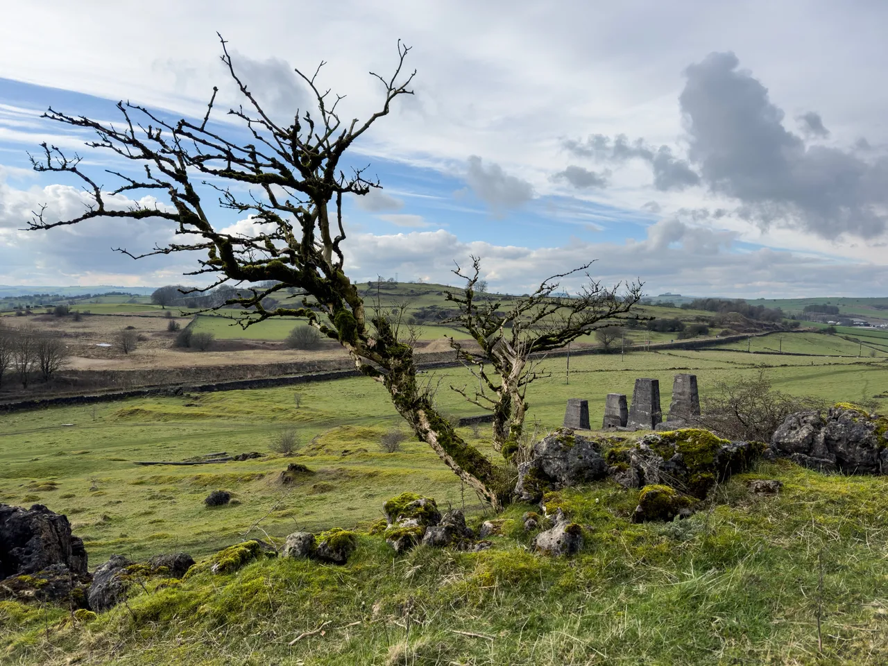Tree_IMG_7416.jpg
