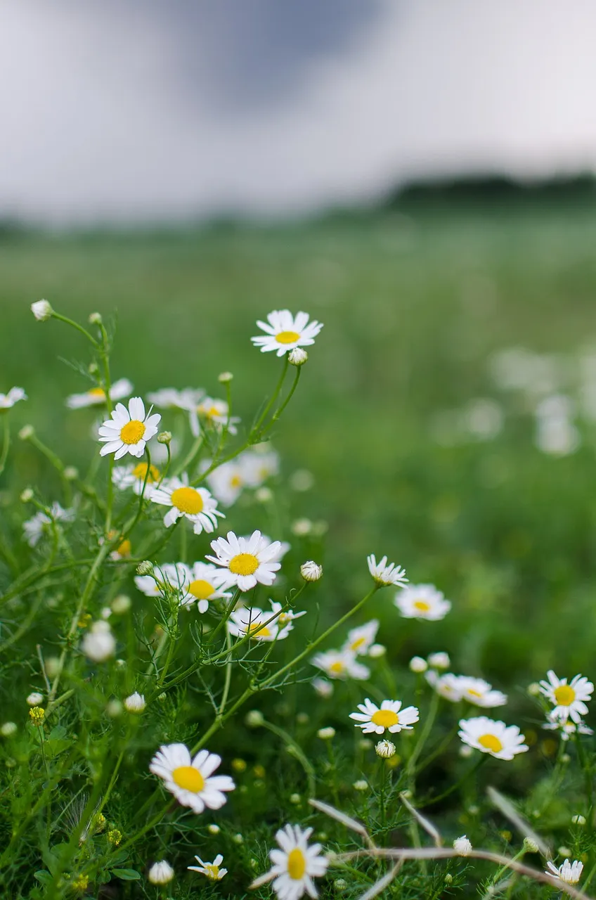 chamomile-4751118_1280.jpg