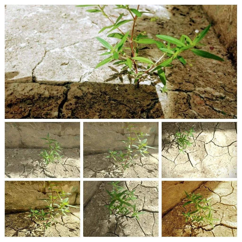 20210813_101435-COLLAGE.jpg