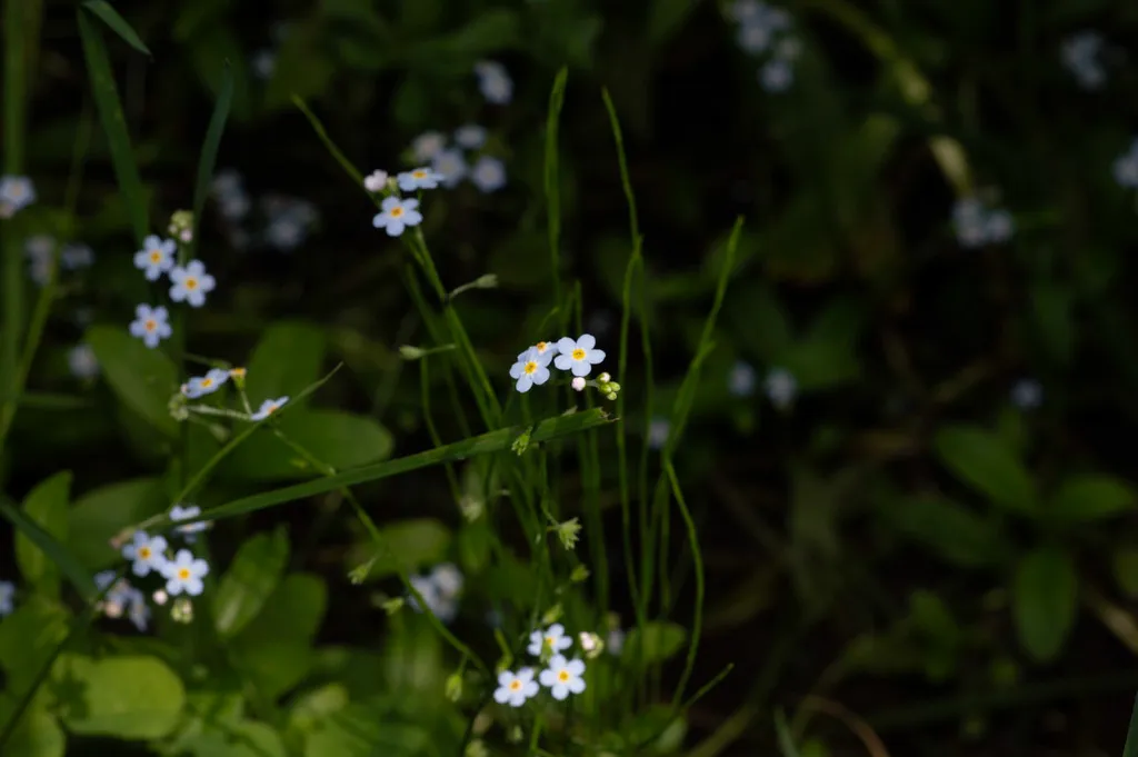 forget-me-nots.jpg