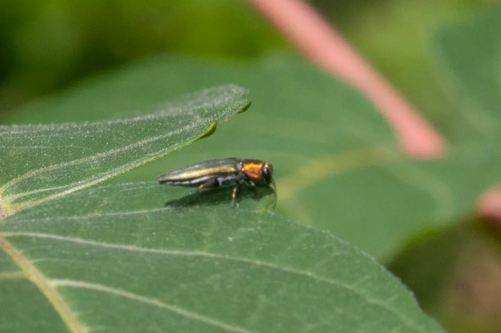 agrilus.jpg