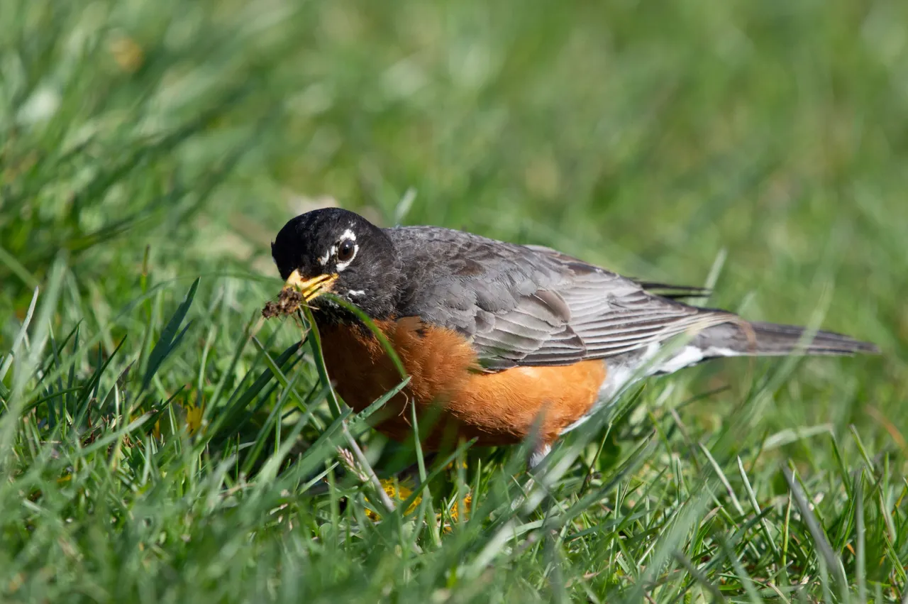 americanRobin1.jpg