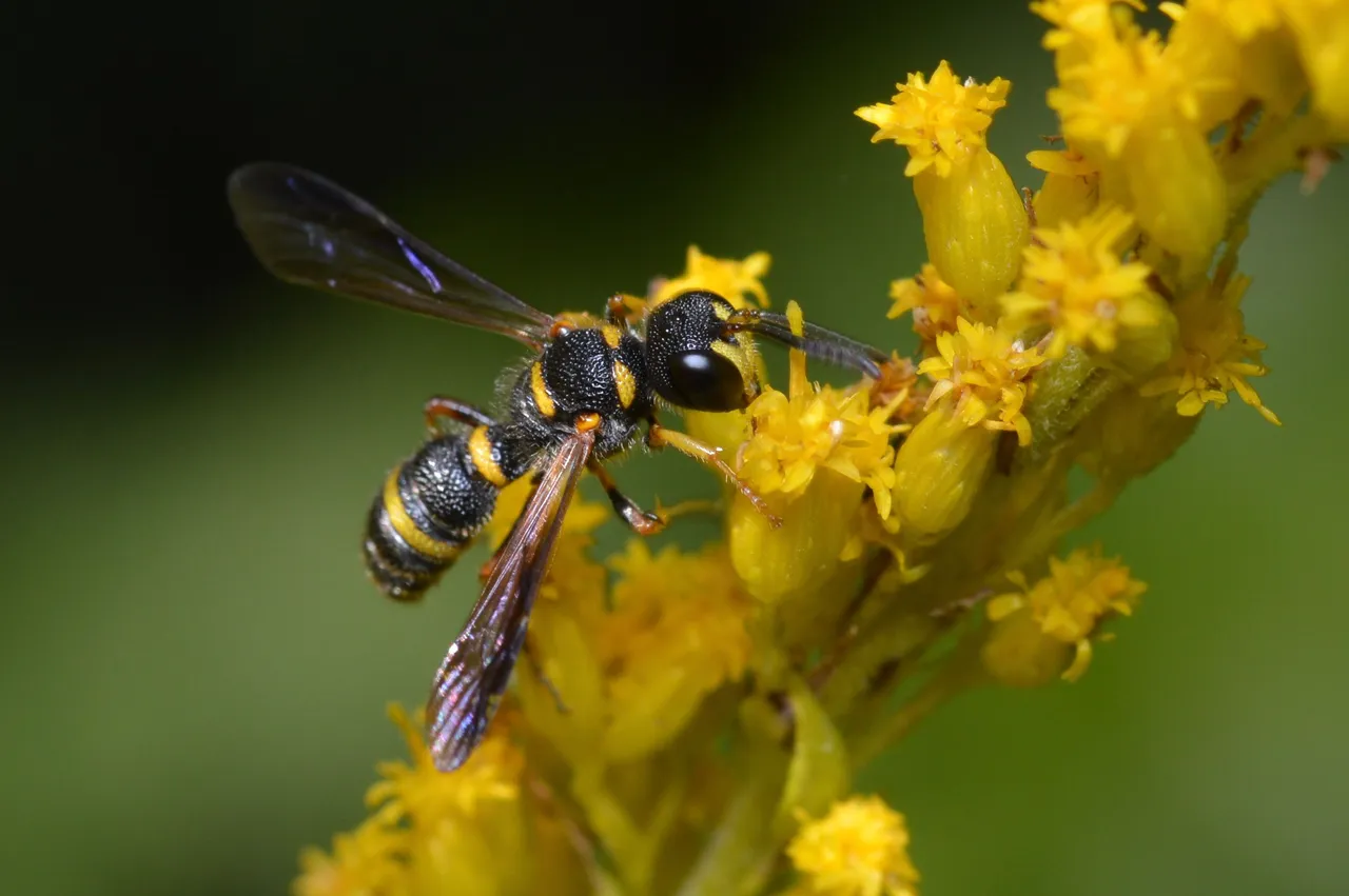 wasp2.jpg