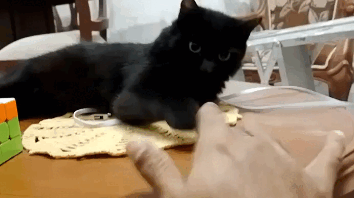 InShot_20230204_100852521.gif
