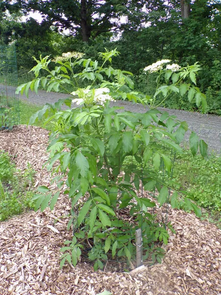 Little trees  2. York elderberry crop July 2020.jpg