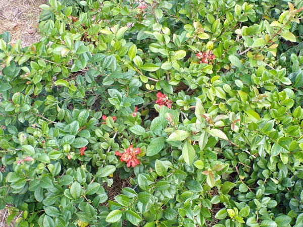 Big garden  Small quince flowers crop Oct. 2020.jpg