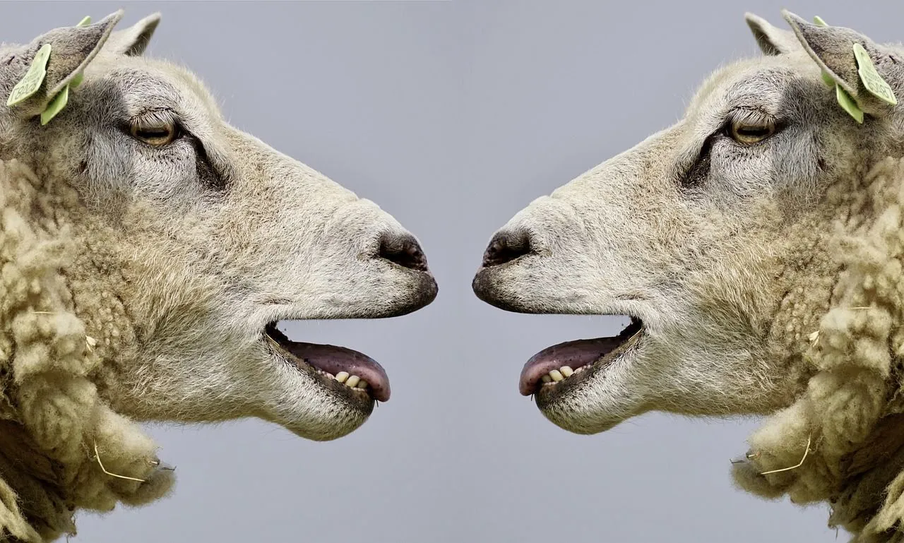 sheep-2372148_1280.jpg