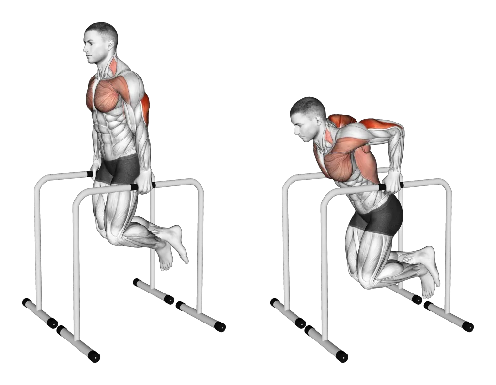 parallel-bar-tricep-dips-muscles-worked-1024x795.png