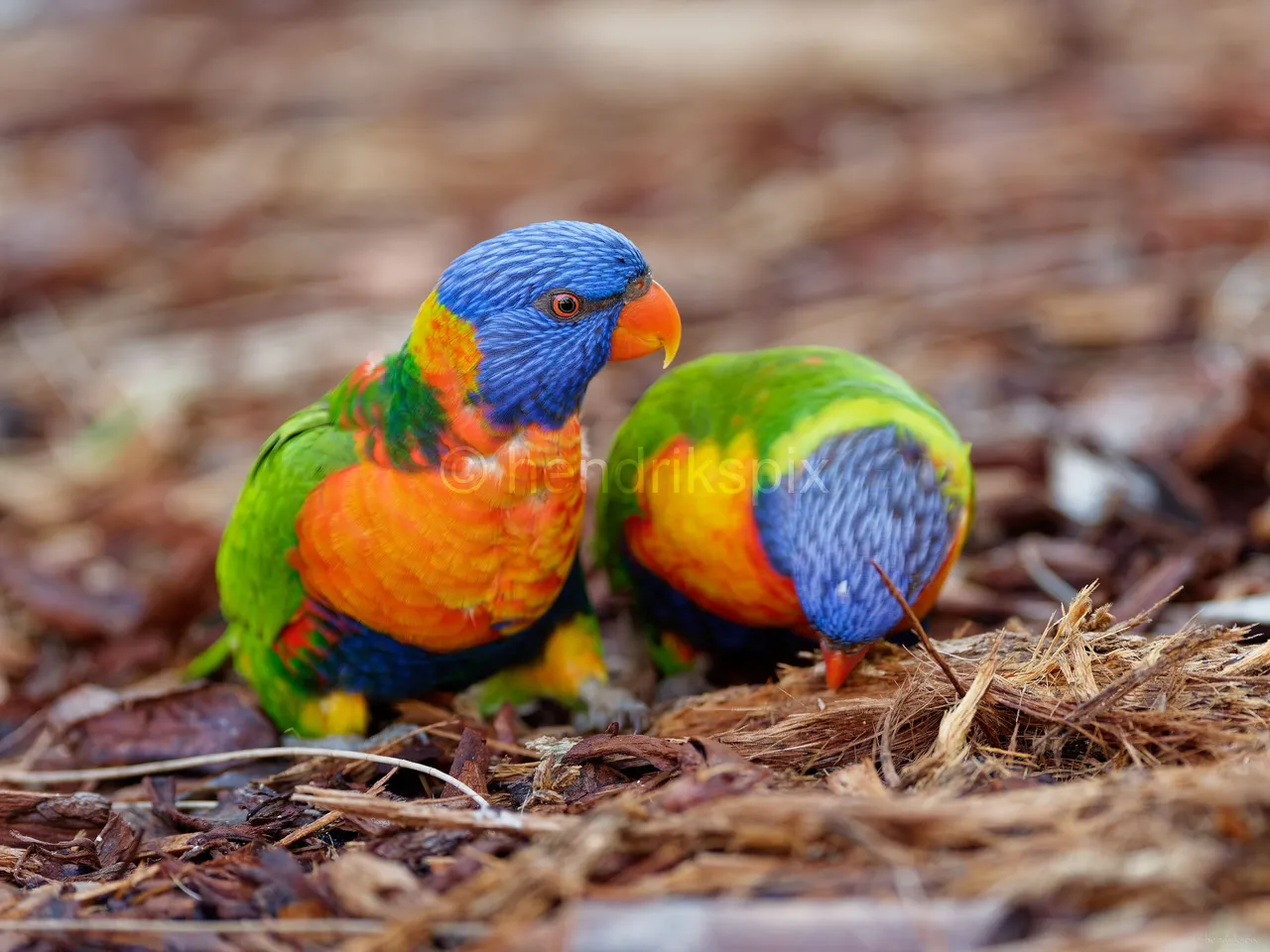 20210520 Rainbow Lorikeet 01 HS 20210811.jpg