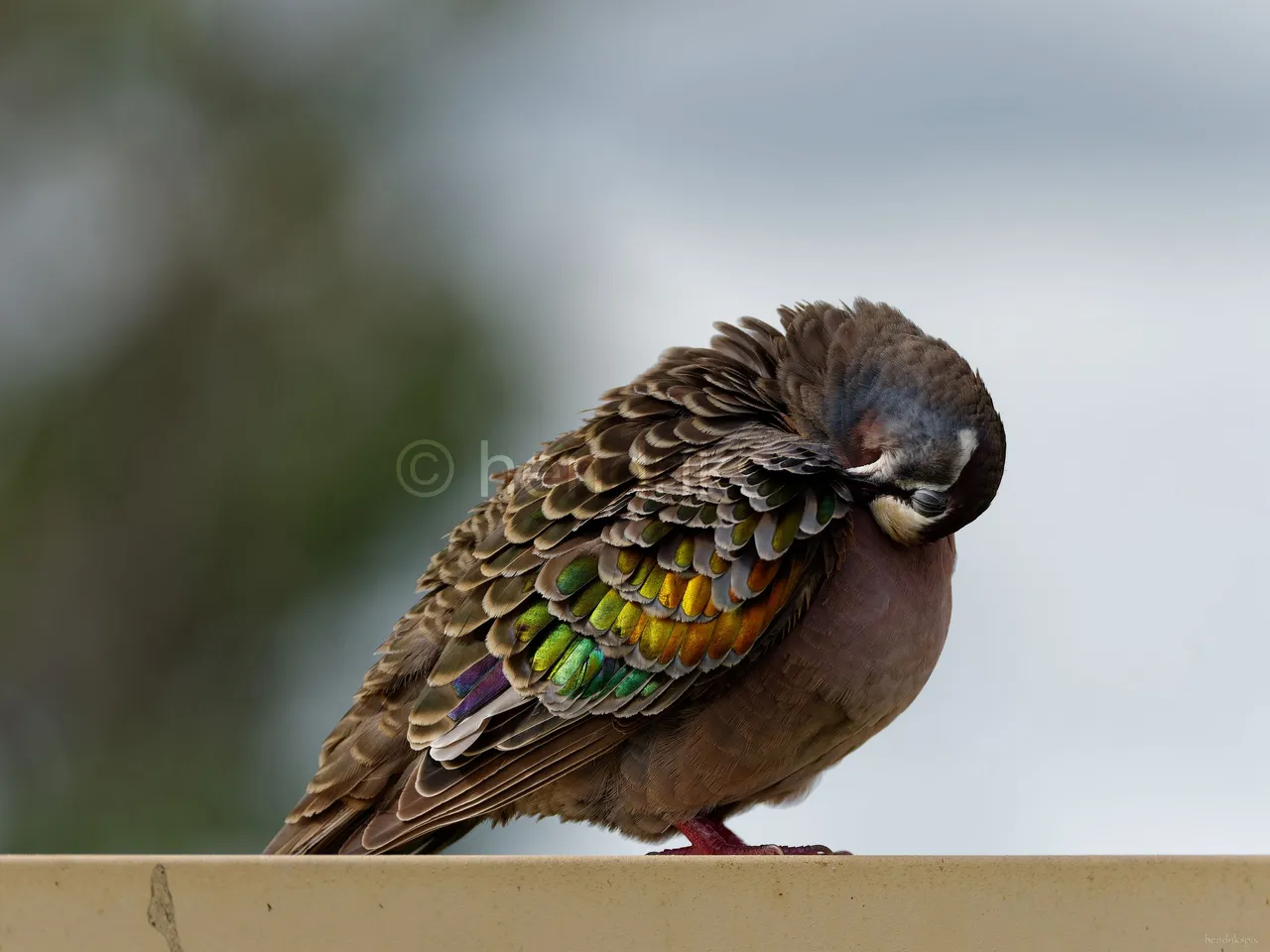 20210520 Bronzewing male 05 20210811.jpg