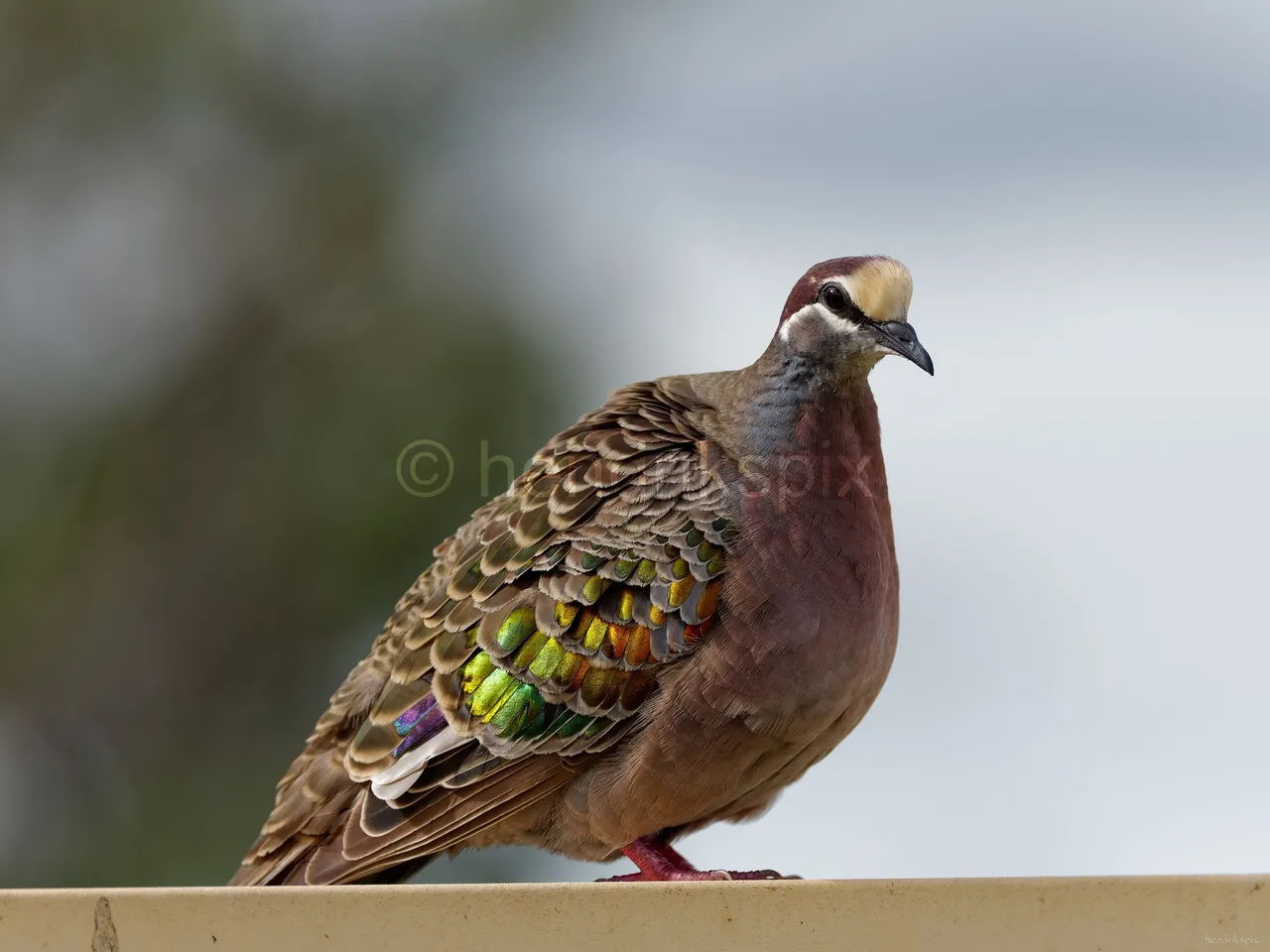 20210520 Bronzewing male 04 20210811.jpg