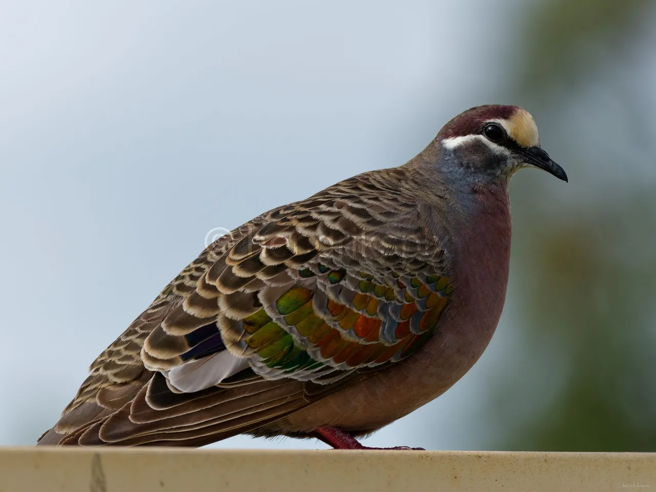 20210520 Bronzewing male 01 20210811.jpg