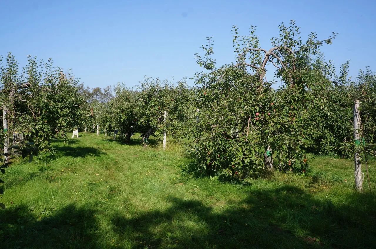 DSC04100.JPG