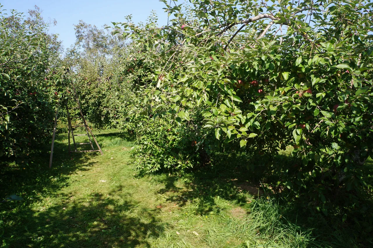 DSC04097.JPG