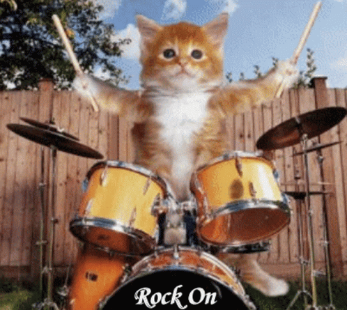 cat-drums.gif