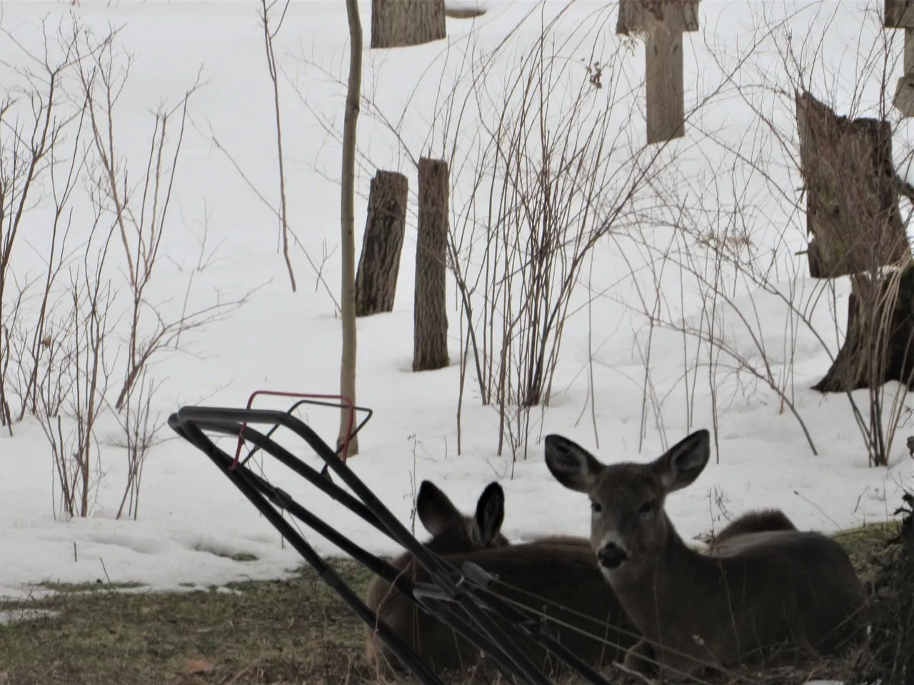farmmom deer.jpg