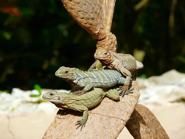 iguanas-1887_640.jpg