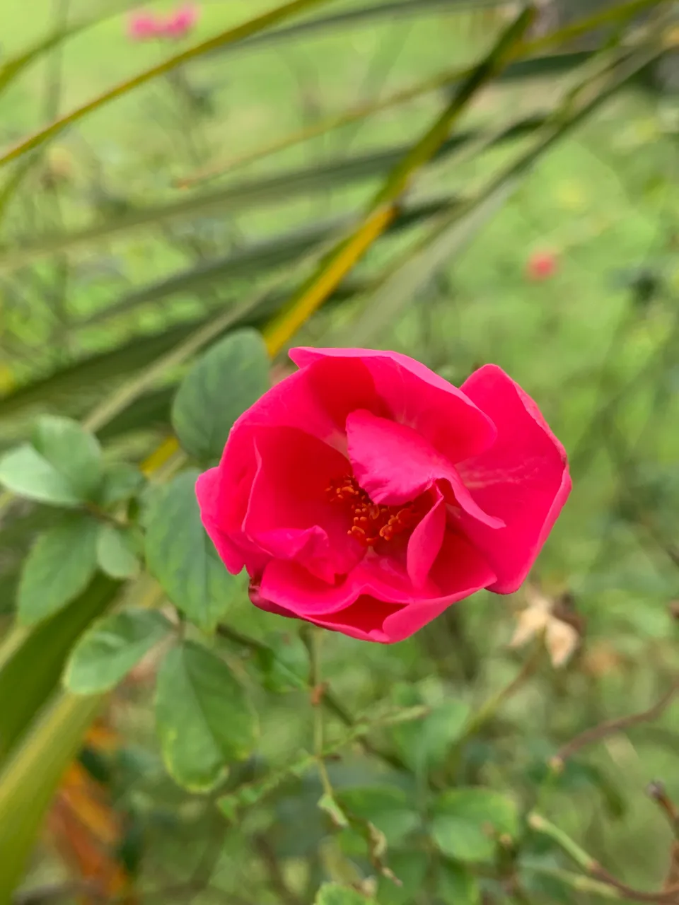 IMG_7361.jpeg
