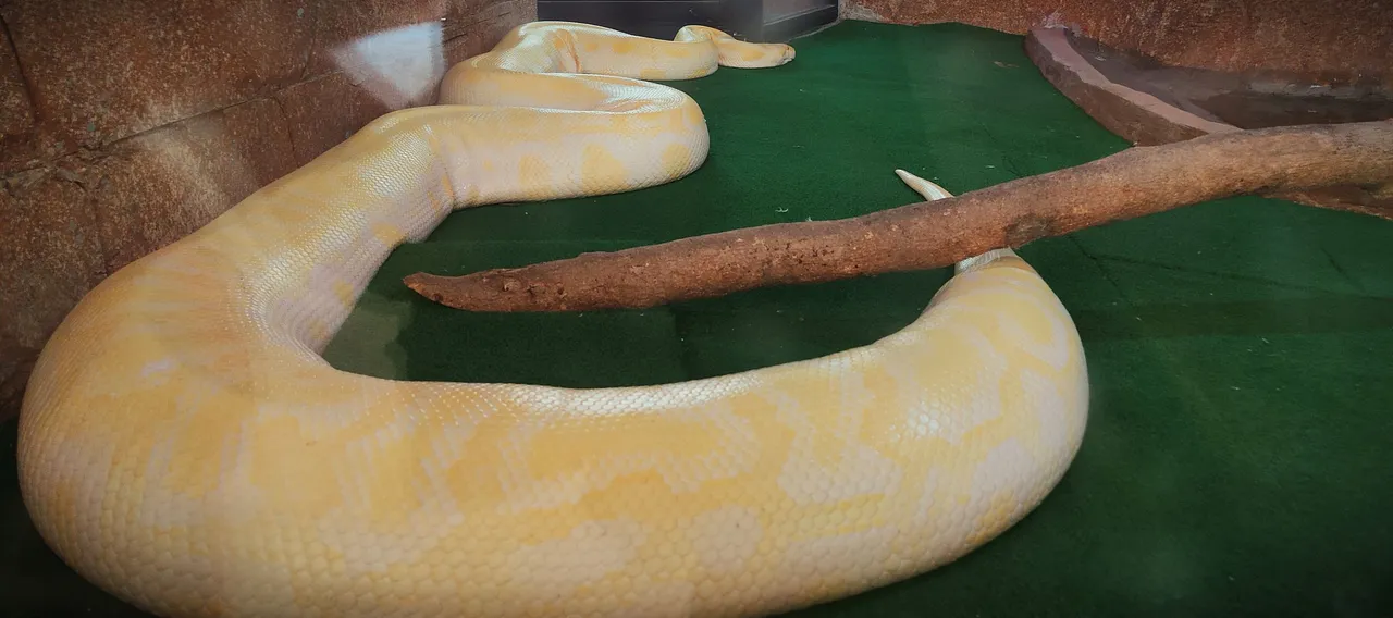 python.jpg