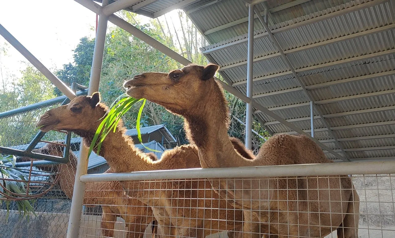 Feeding Camels.jpg