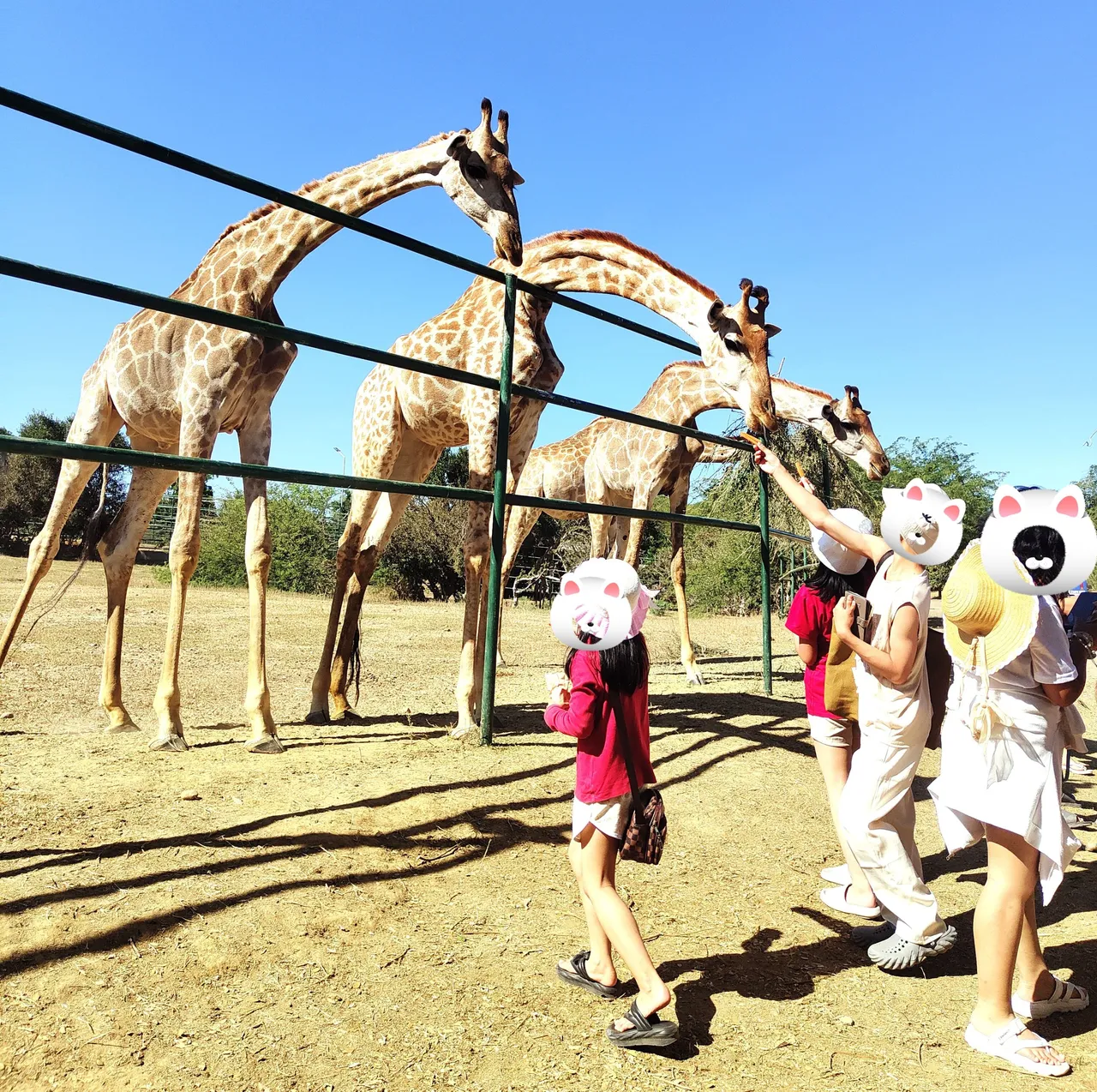 Feeding the Giraffes.jpg