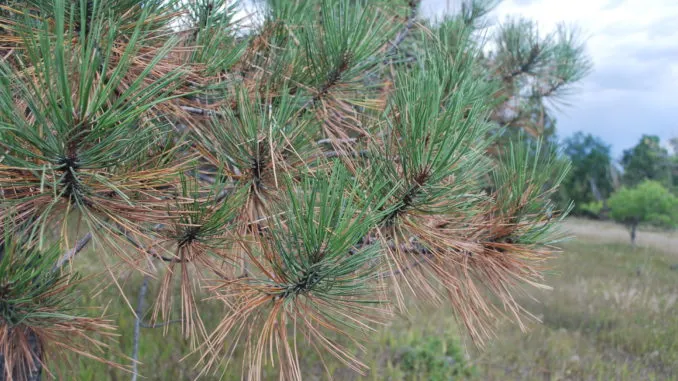 pine.jpg
