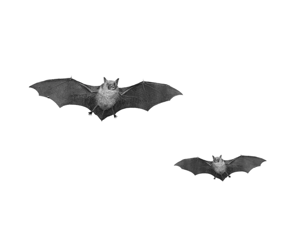 flyingbats.png