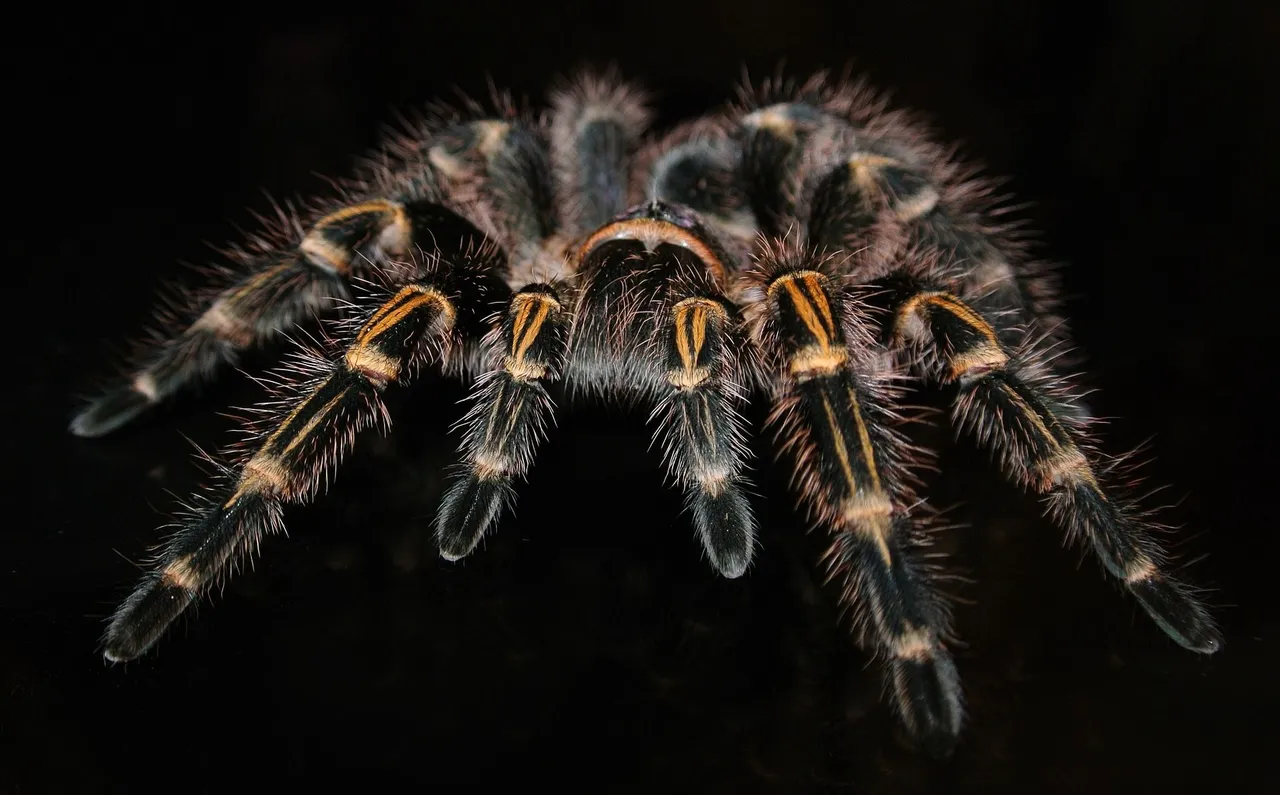 tarantula-gaf7b10e21_1920.jpg