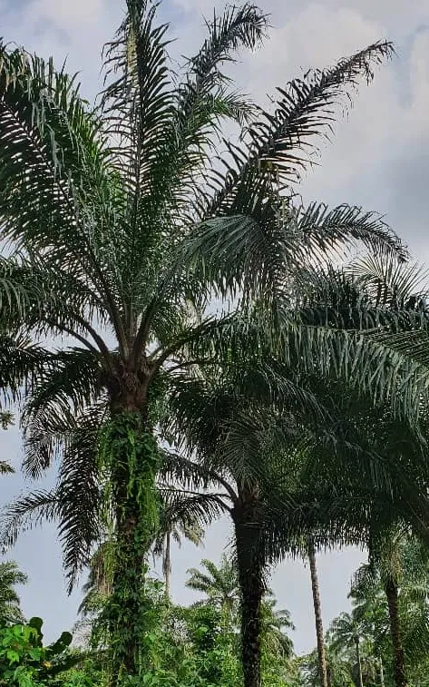 palm tree 1.jpeg