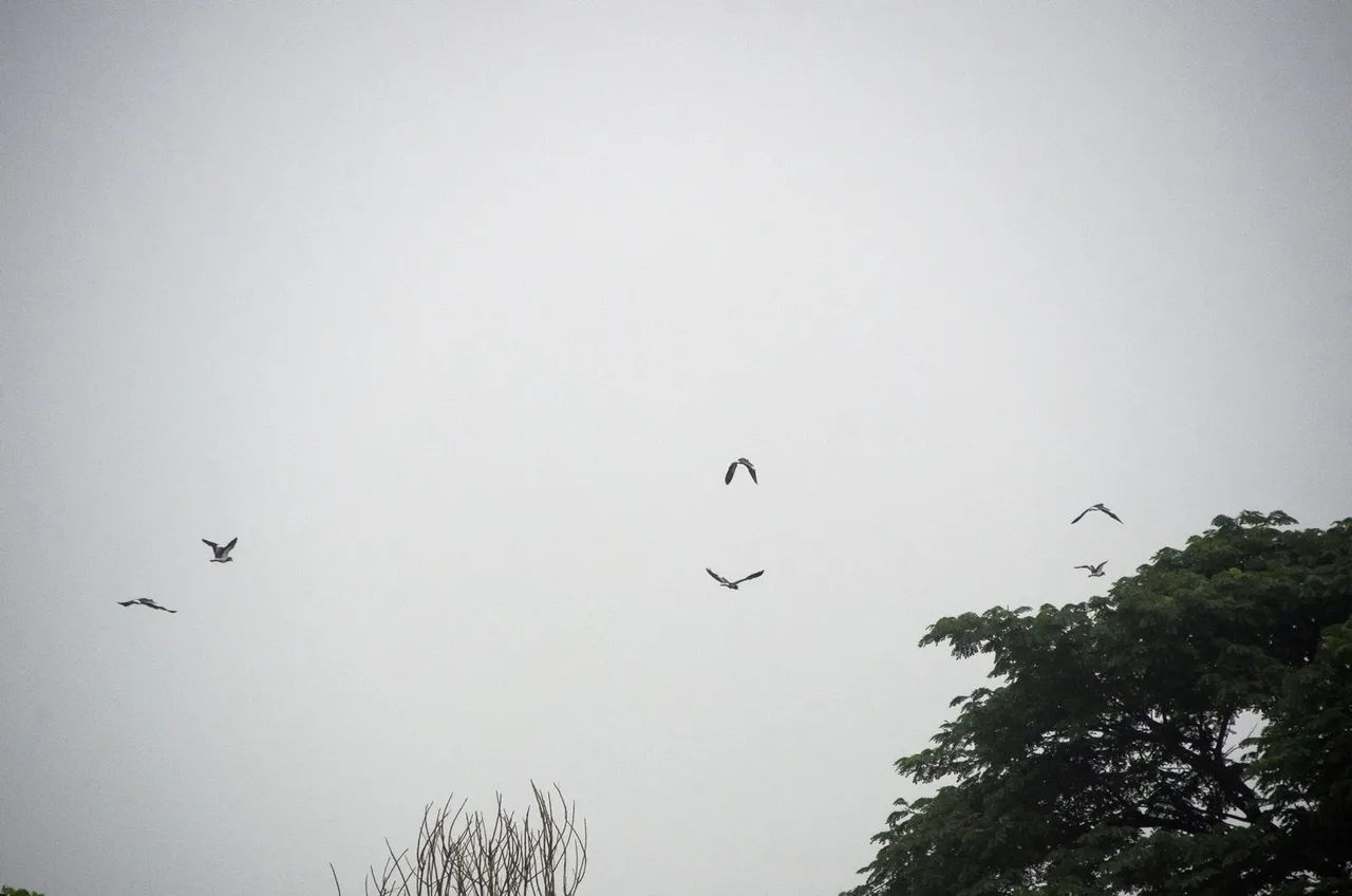 C09.jpg