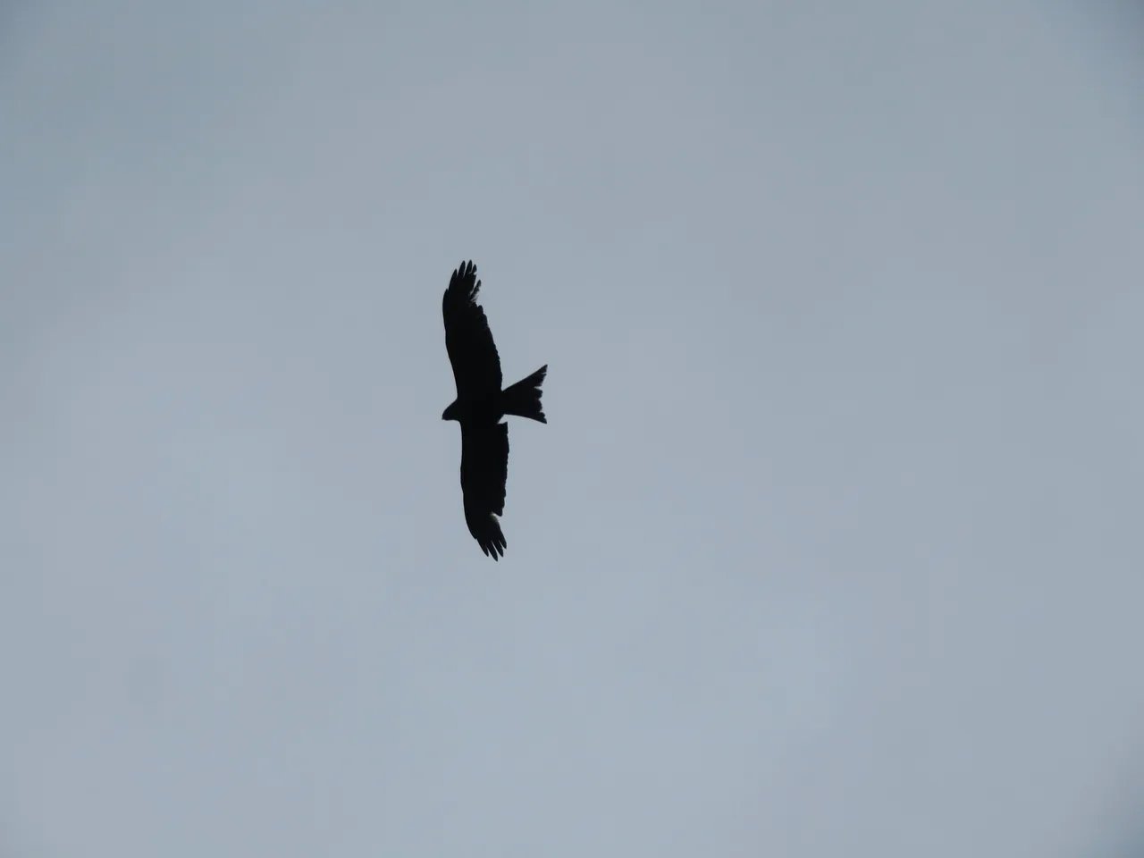 IMG_6678.JPG