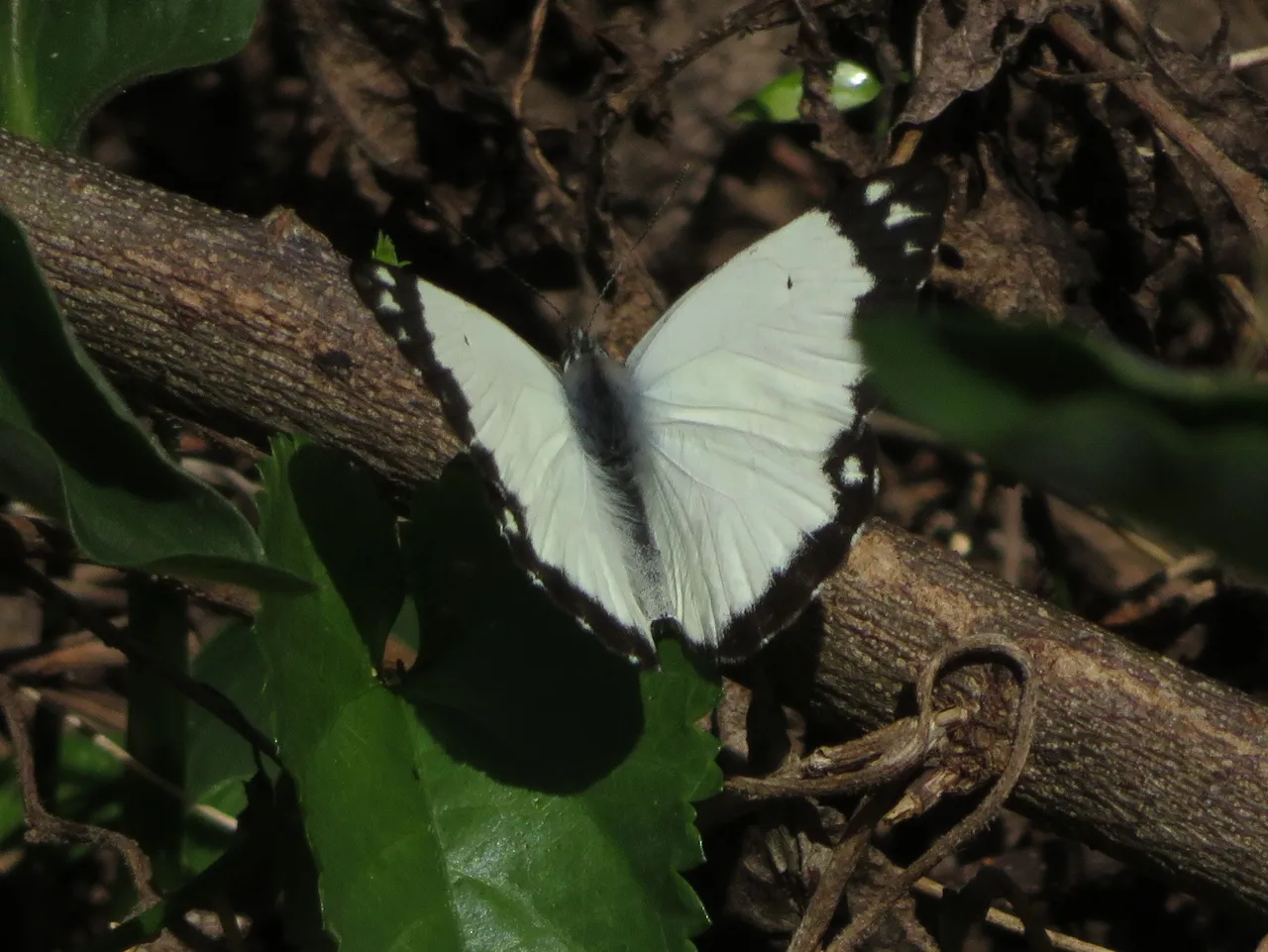 2405-African Common White.JPG