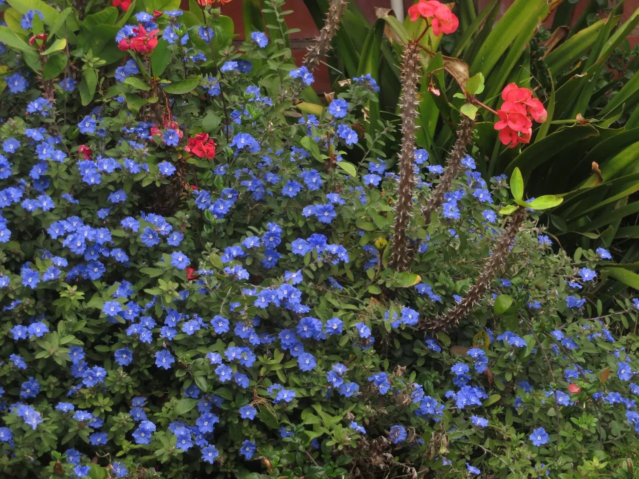 3627-Cape-forget-me-not_Anchusa capensis.JPG