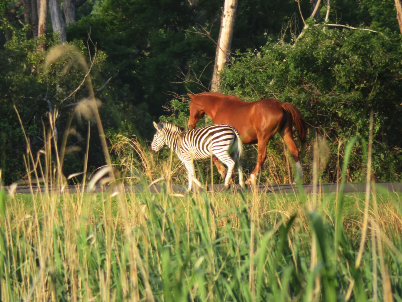 0719-HorseZebra.JPG