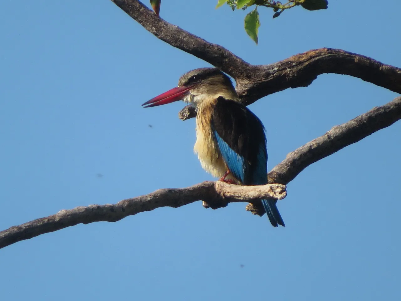 IMG_4612.JPG