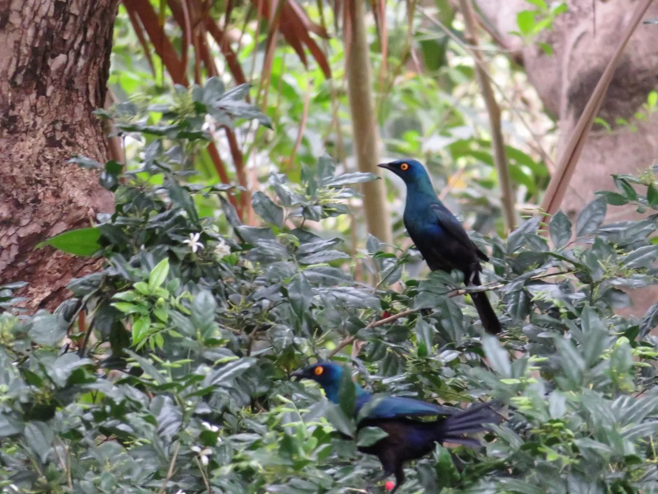 9671-CapeGlossyStarling.JPG