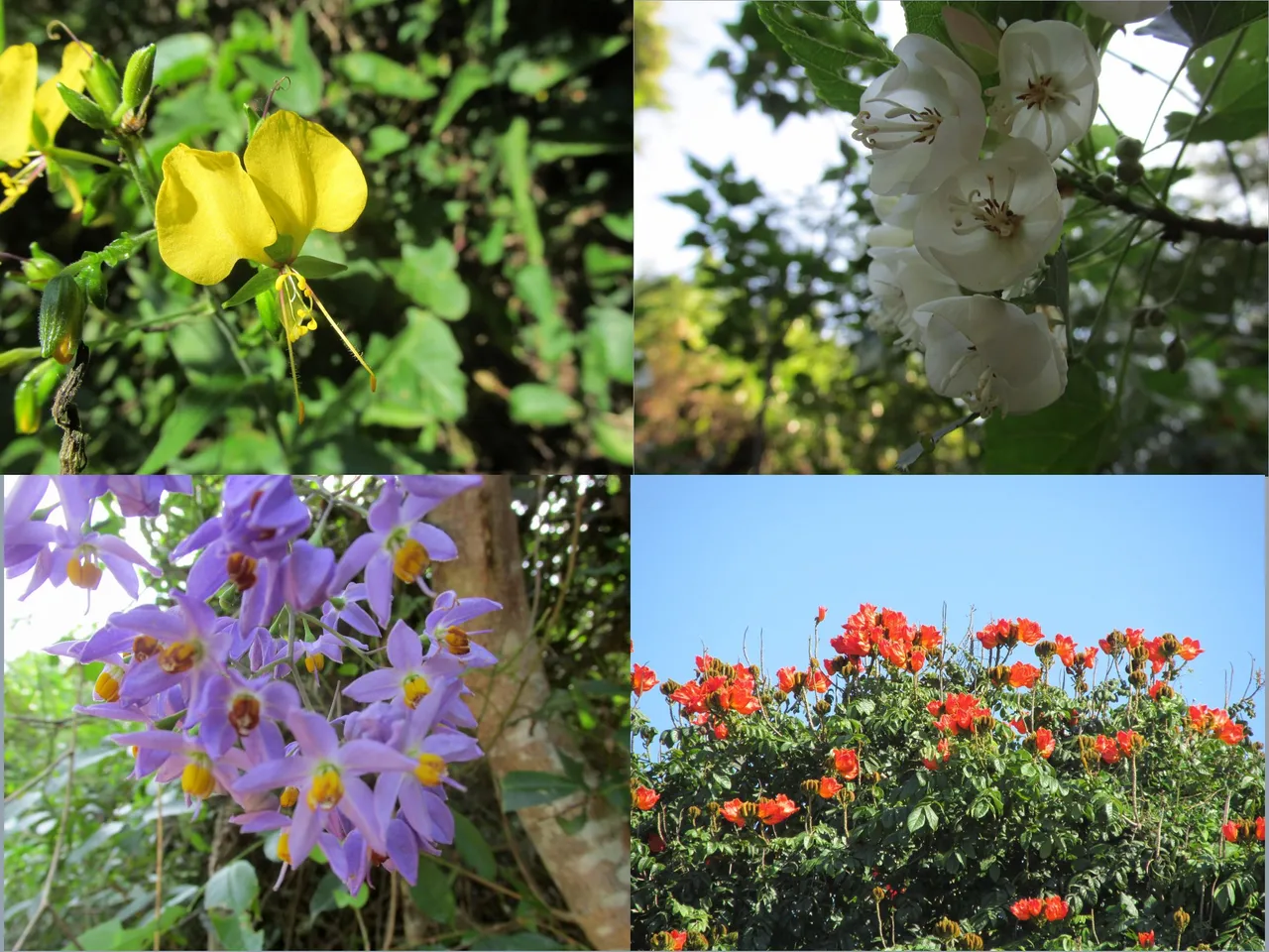 Flora.png