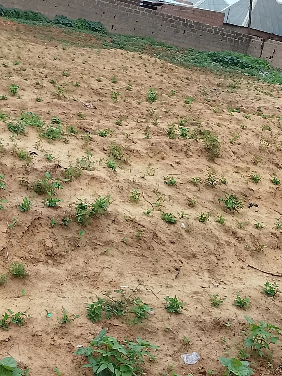 A clear look at my beans weeks after planting—spaced evenly and thriving.