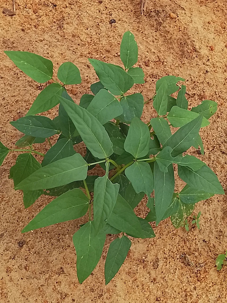 Healthy, well-spaced beans showing strong leaf color and steady growth.