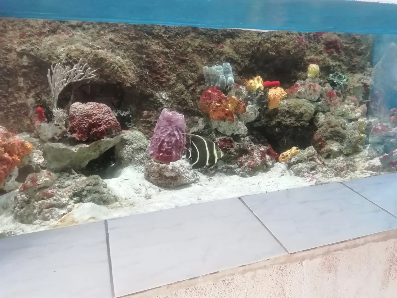 Peceras 2.jpg