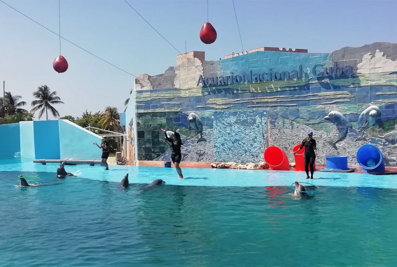 Delfines 3.jpg