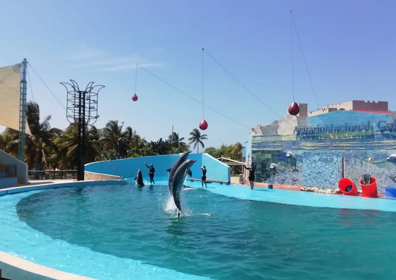 Delfines 1.jpg