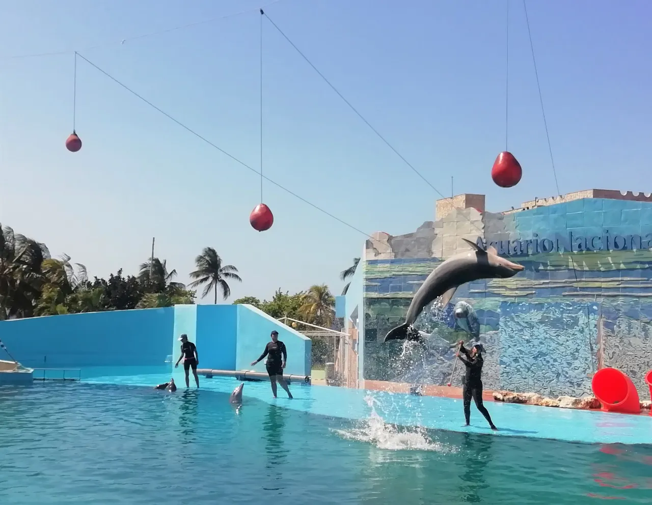 Delfines Gente 3.jpg