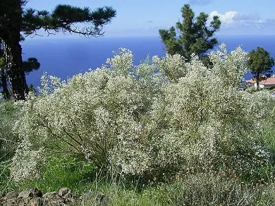 Retama 1.jpg